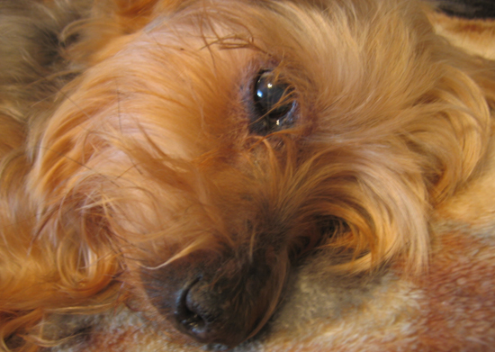 My boyfriend's doggie Bisquit