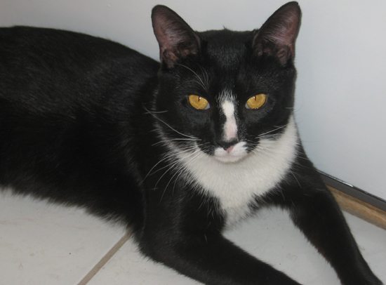 My family's kitty, Casey