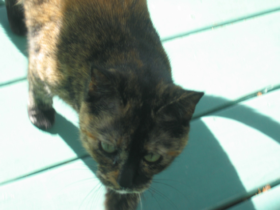 My friend's kitty cat