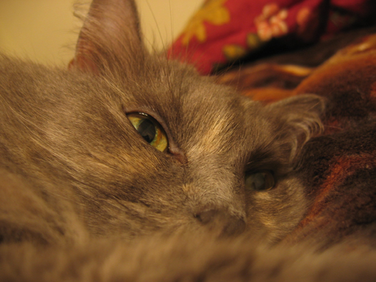 My boyfriend's fluffy cat, Puff Puff