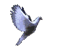 Animated Dove