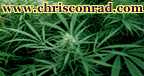 Chris Conrad.com