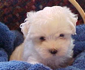 maltese2.jpg