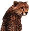 image of cheetah