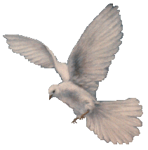 image of a dove