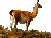 image of llama