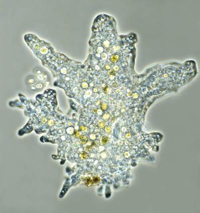 protista amoeba