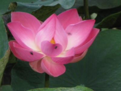 lotus2