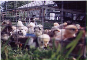 Chicks(24102 bytes) 