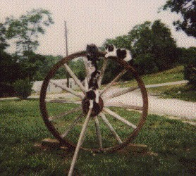 kittens on wheel (40949 bytes) 
