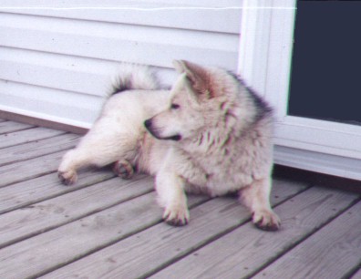 Poochie (28656 bytes) 