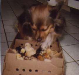 foxey with chicks (7314 bytes) 