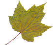 QuietPlace maple leaf graphic