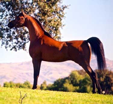 See this stallion at http://www.arabhorse.com/stallion/allionce/index.html