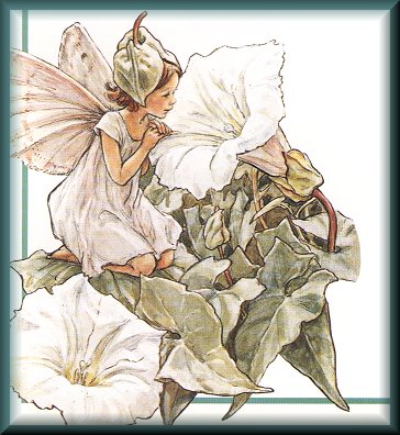 Cicely Mary Barker's Fairies