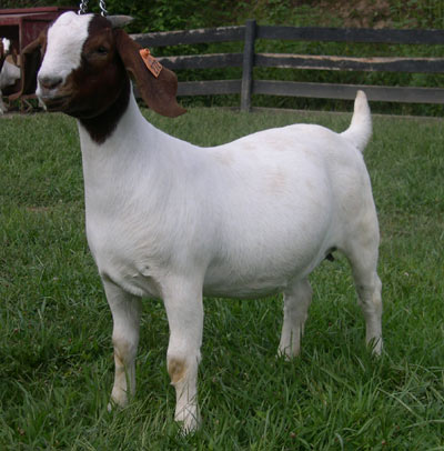 Rowdy Mountain Boer Goats