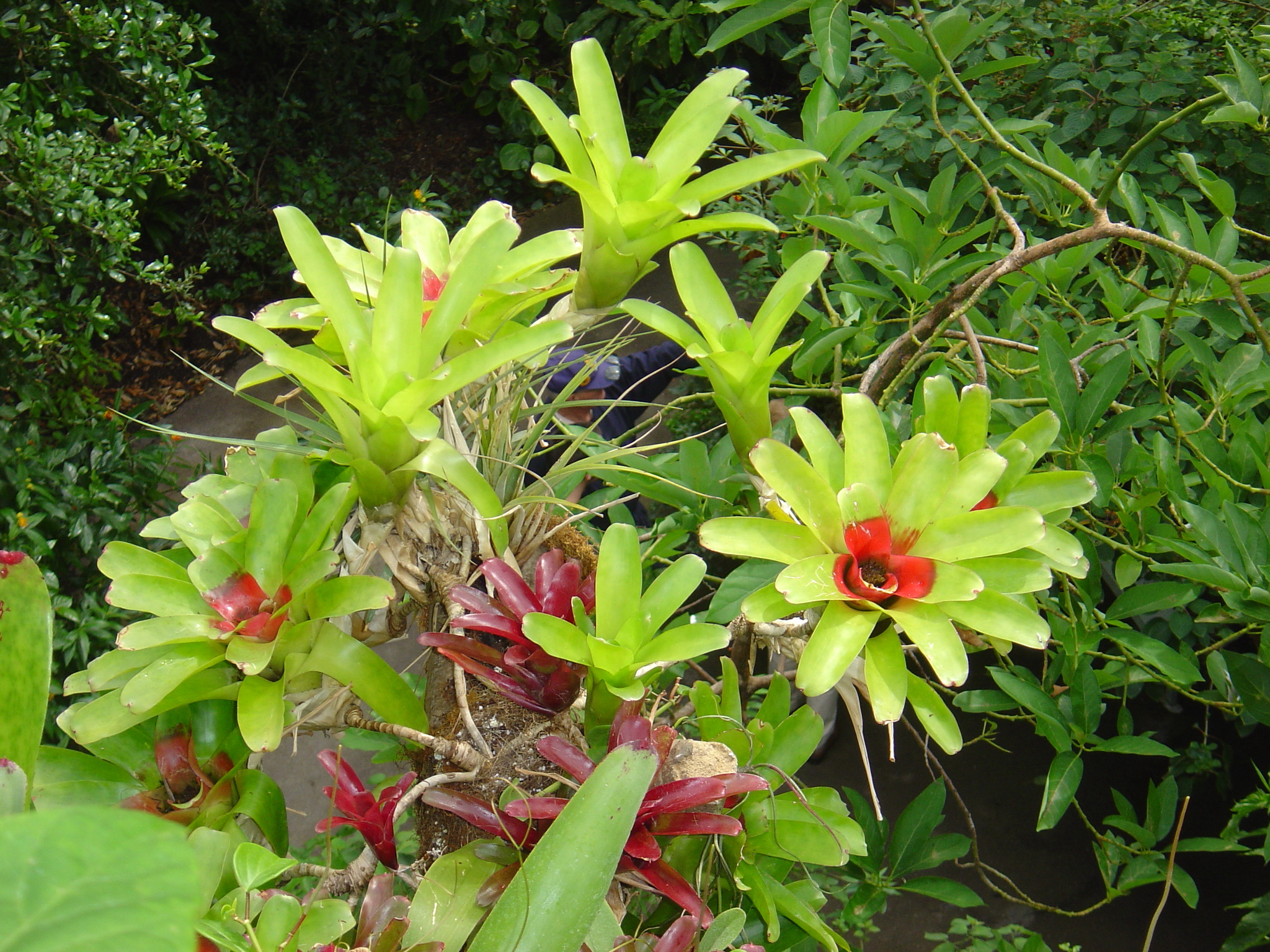 clev. botanical garden