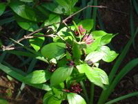 2004 calycanthus bloom