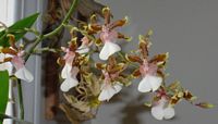 dendrobium orchid