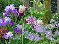 pink and purple in the garden 2004