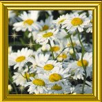 Daisybutton.jpg(155648 bytes)