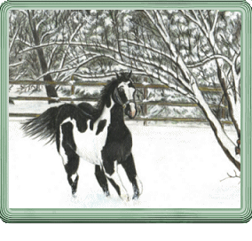 pintoleft.gif(155648 bytes)