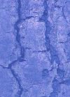 Blue Bark