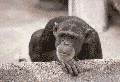 animated monkey pic