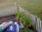 daylilybed1.jpg (71459 bytes)