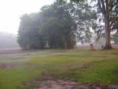 tilac1.jpg (51655 bytes)