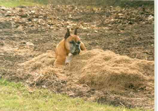 I've got a nice grass bed to take a nap.