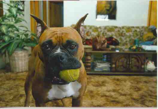 This tennis ball tastes funny.