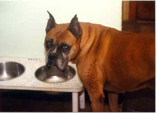 hey! This dish is empty lets get on the ball!