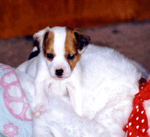 Abby 4 weeks old