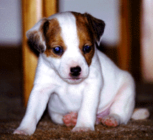 Abby , Jack Russell pup