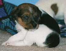 Jack Russell pup, Snickers