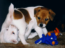 Jack Russell Pup ,Bonnie