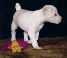 Jack Russell pup, Blizzy,5 weeks old