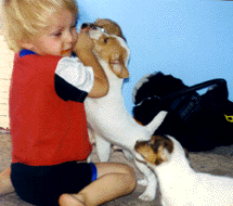 Chase with attacking pups