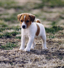 Jack Russell Puppy, Clyde