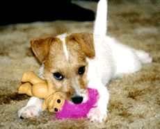 Dolly, Jack Russell pup