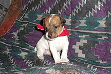 Jack Russell Pup Zippy, 5 Wks