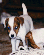 Molly, Jack Russell Pup