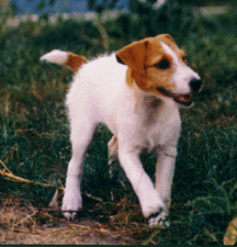 Jack Russell Pup, Polly