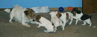 Outlaw Annie Oakley ,with her pups at play
