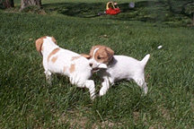 Jack Russell pup, Quinn 5wks