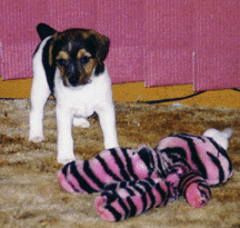 Snickers, 5 weeks old