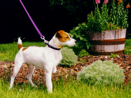 Outlaw Billy the Kid, Jack Russell Stud