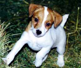 pup#2, 8weeks, Female