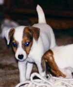 Molly, Jack Russell Pup